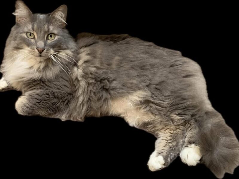 Zaginęła kotka Szczęściara