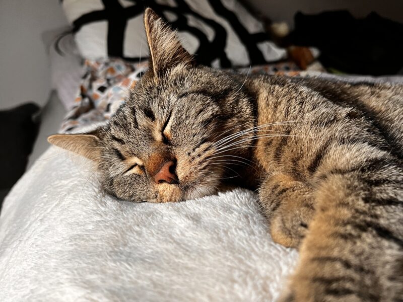 Zaginęła kotka Luna