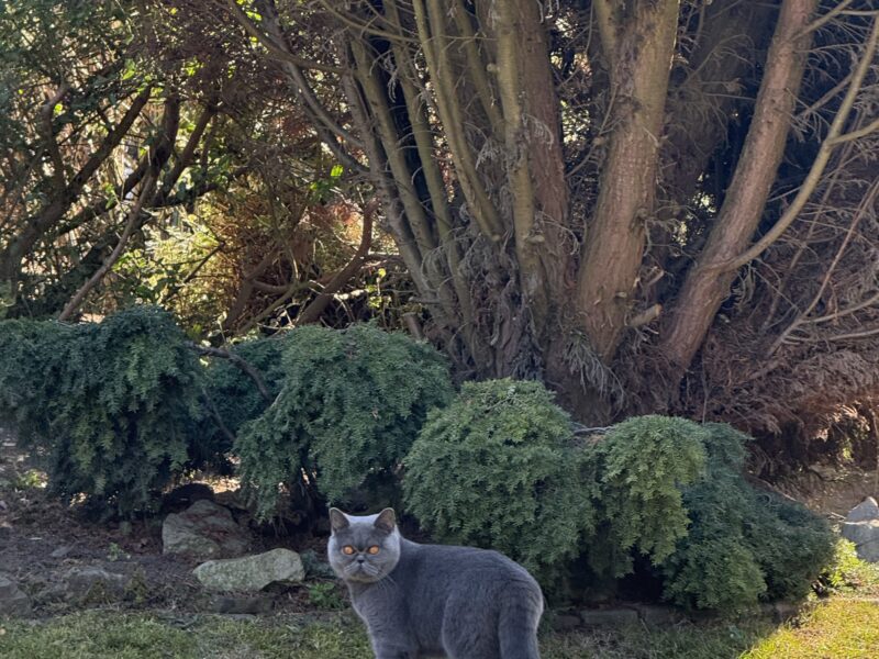 Zaginęła kotka rasy brytyjskiej