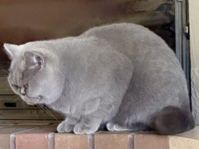 Zaginęła kotka rasy brytyjskiej