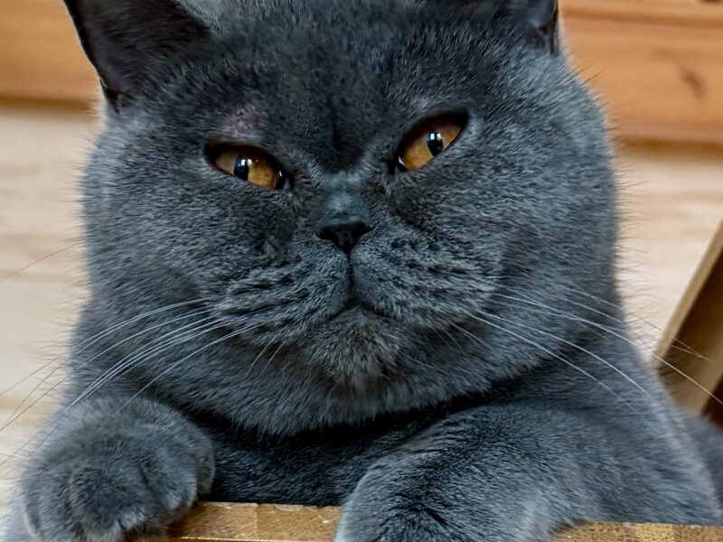 Zaginęła kotka rasy brytyjskiej