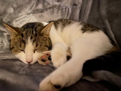 ZAGINĘŁA KOTKA GŁOGÓW, OSIEDLE BRZOSTÓW