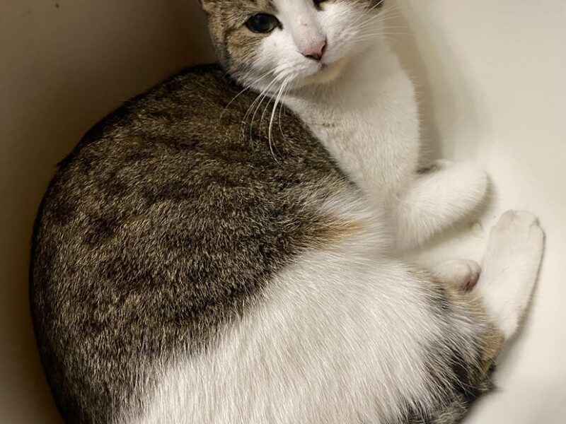 ZAGINĘŁA KOTKA GŁOGÓW, OSIEDLE BRZOSTÓW