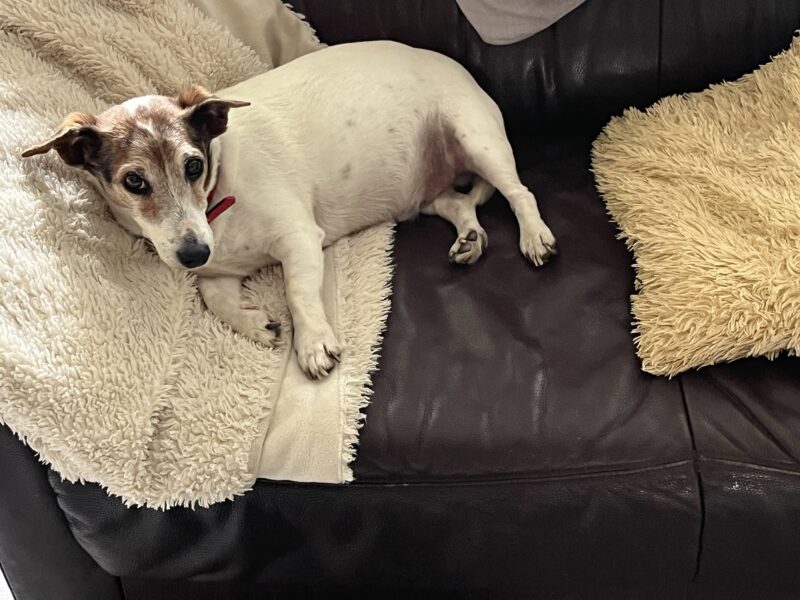 Zaginął Jack Russell Terier