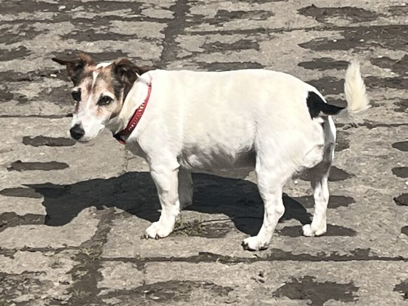 Zaginął Jack Russell Terier