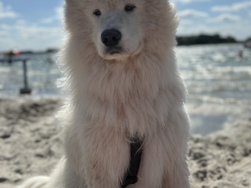 Zaginął Samoyed Leo