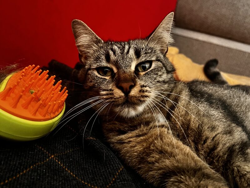 Zaginęła kotka Luna