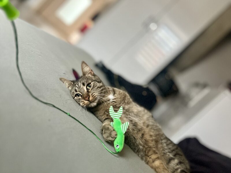 Zaginęła kotka Luna