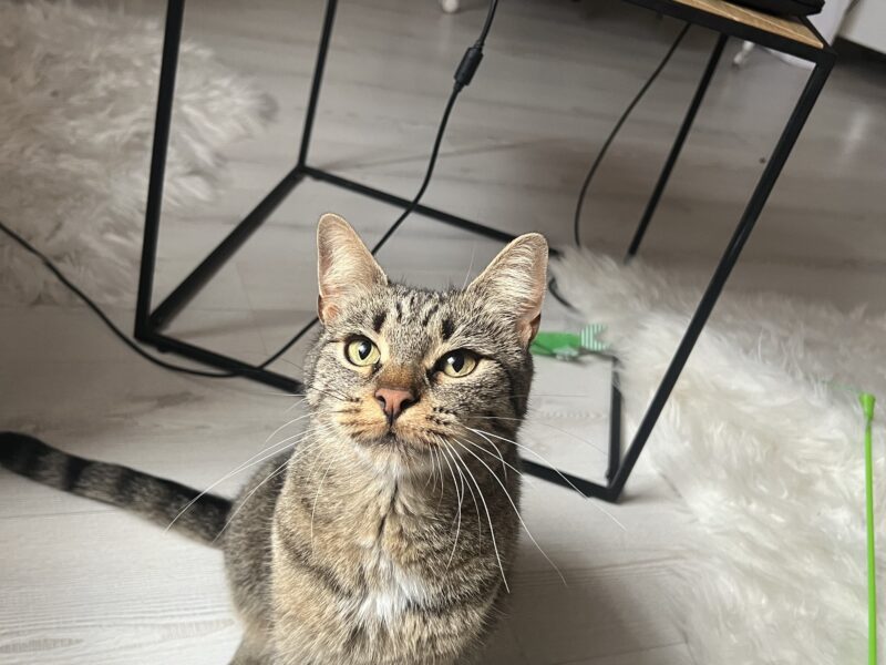 Zaginęła kotka Luna