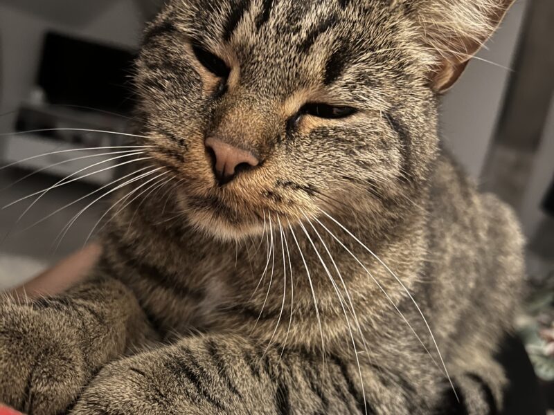 Zaginęła kotka Luna