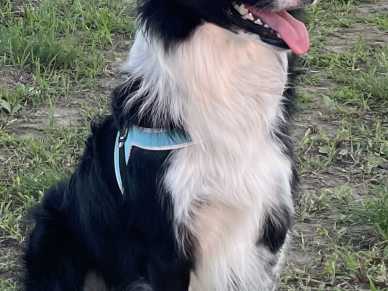 Zaginiony Border Colli