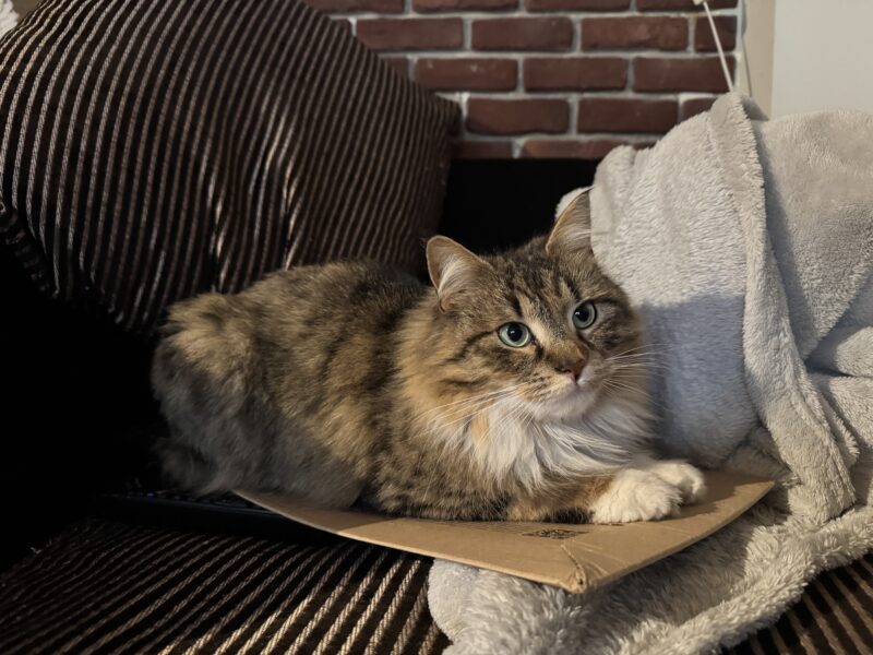 Zaginęła Kotka w Białymstoku