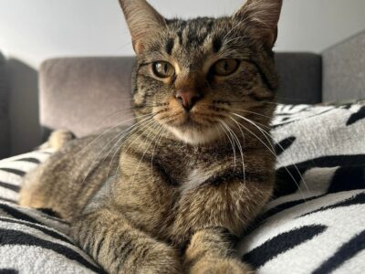 Zaginęła kotka Luna