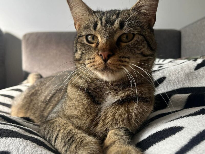 Zaginęła kotka Luna