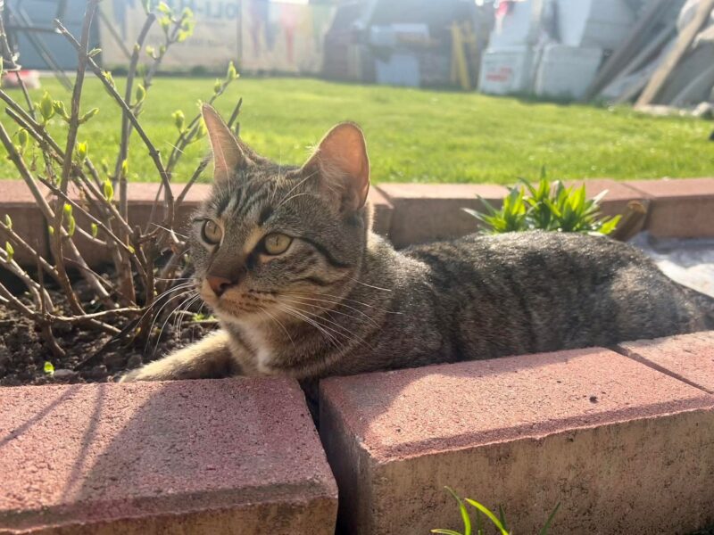 Zaginęła kotka Luna