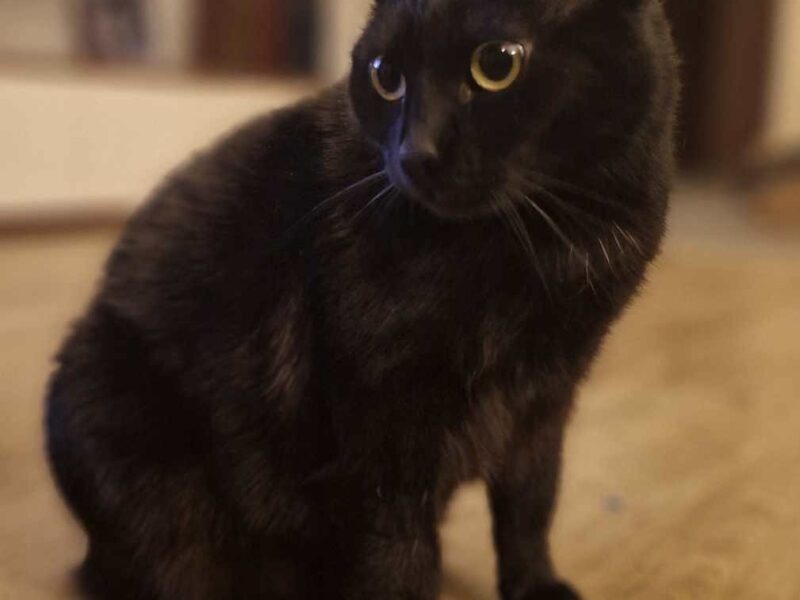 Zaginęła Kotka Kuki