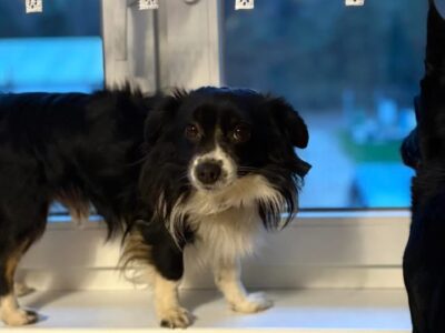 Zaginął piesek Rico