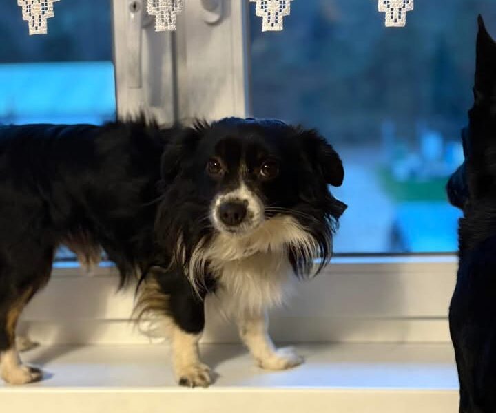 Zaginął piesek Rico