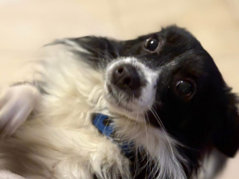 Zaginął piesek Rico