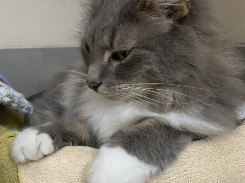 Zaginęła kotka Szczęściara