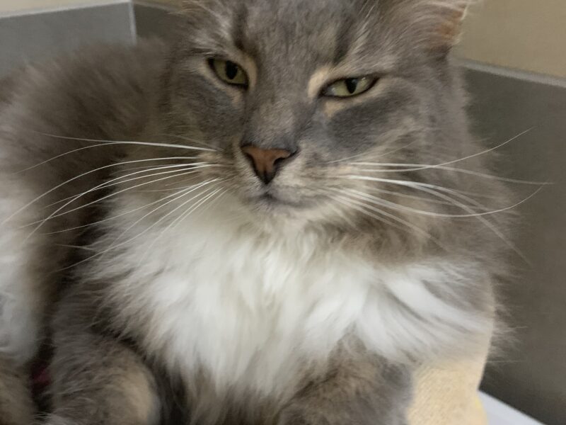 Zaginęła kotka Szczęściara