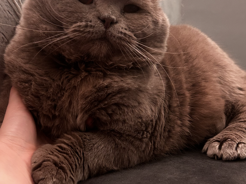 Zaginął Kotek Riczi