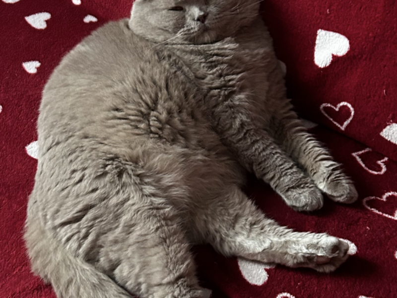 Zaginął Kotek Riczi