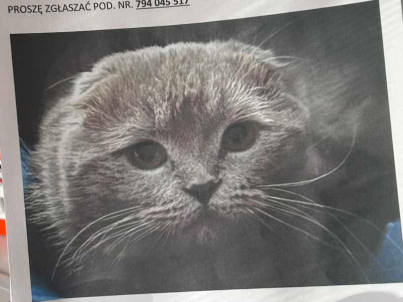 Zaginął Kotek Riczi