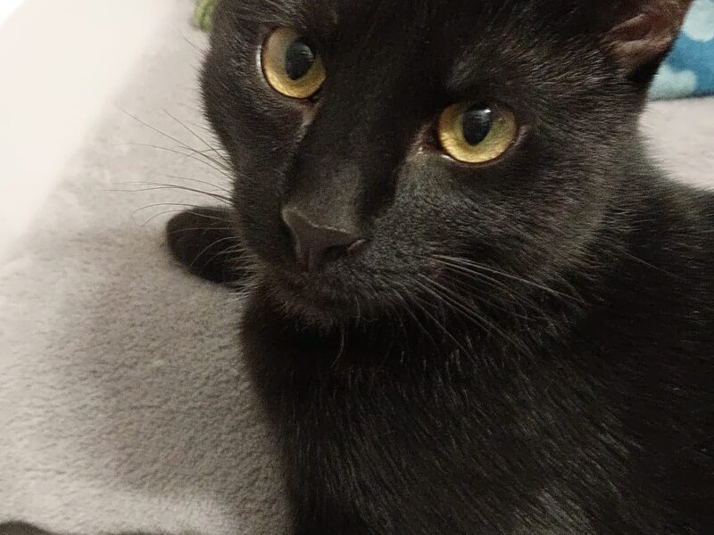 Zaginął kotek Nordic