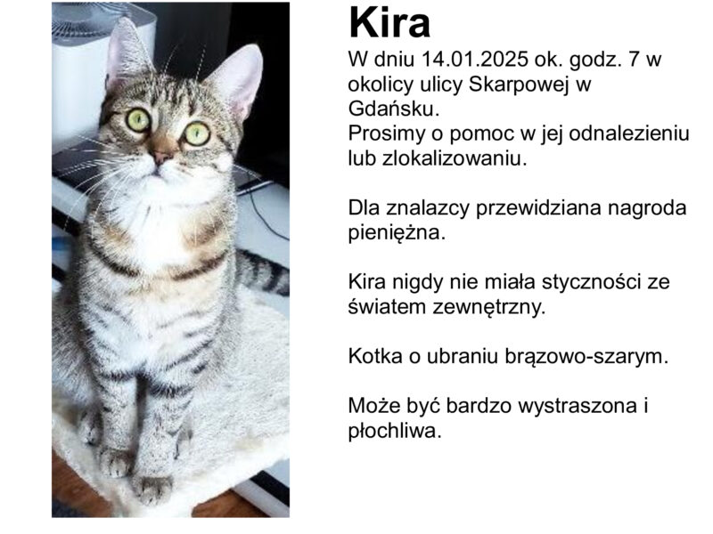 ZAGINĘŁA KOTKA KIRA !