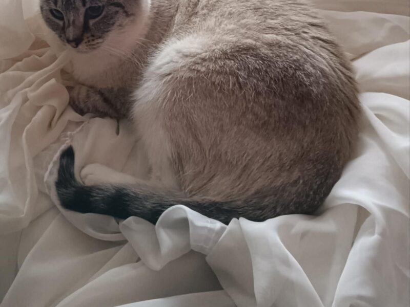 ZAGINĘŁA KOTKA BUBA