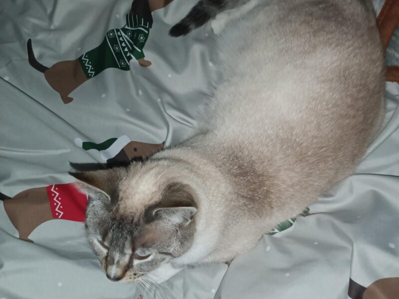 ZAGINĘŁA KOTKA BUBA