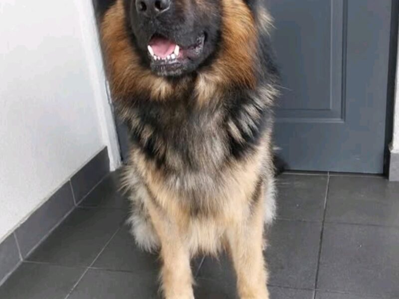 Zaginął Pies Owczarek niemiecki