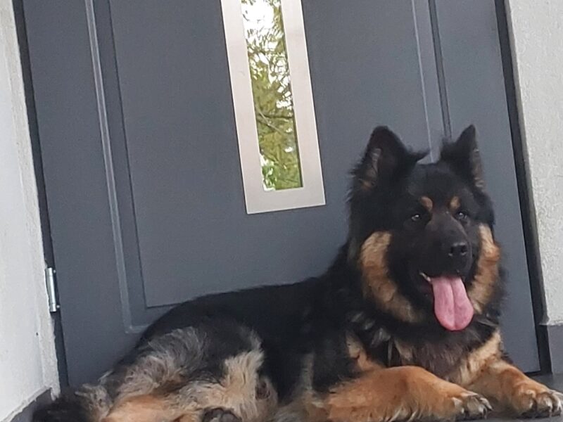 Zaginął Pies Owczarek niemiecki