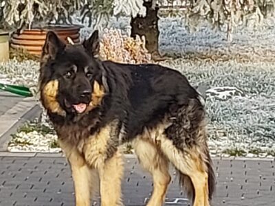 Zaginął Pies Owczarek niemiecki