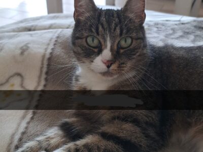 ZAGINĘŁA KOTKA! NAGRODA ZA ZNALEZIENIE