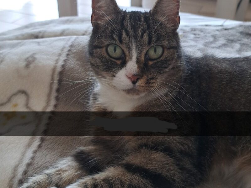 ZAGINĘŁA KOTKA! NAGRODA ZA ZNALEZIENIE