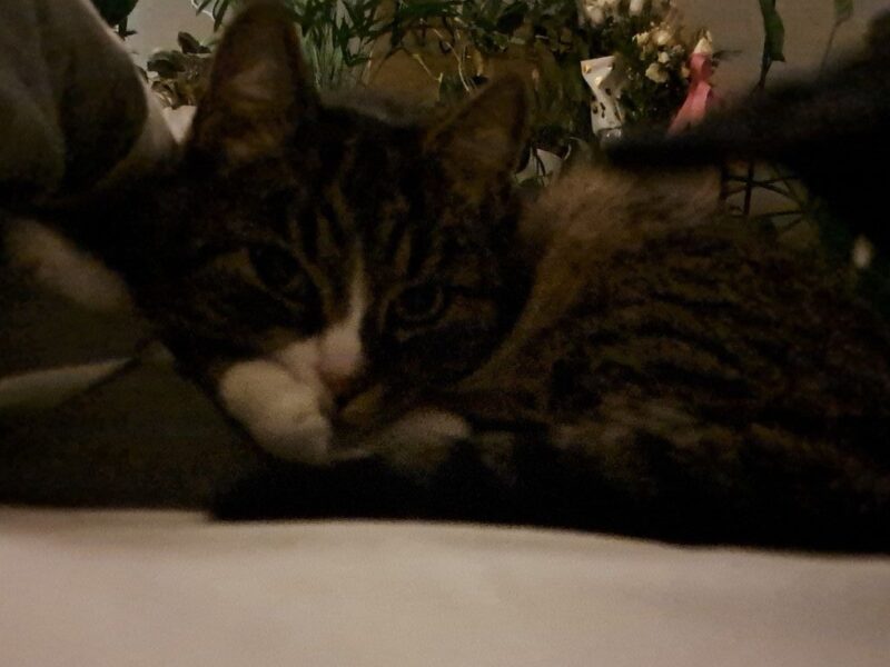 ZAGINĘŁA KOTKA! NAGRODA ZA ZNALEZIENIE