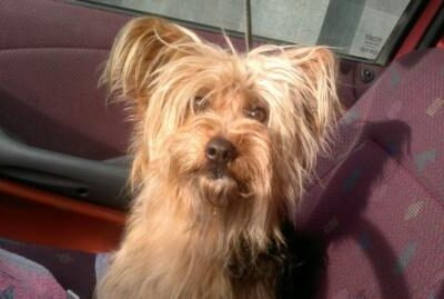 Zaginęła starsza Sunia