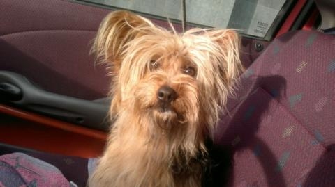 Zaginęła starsza Sunia