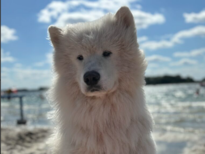 Zaginął Samoyed Leo