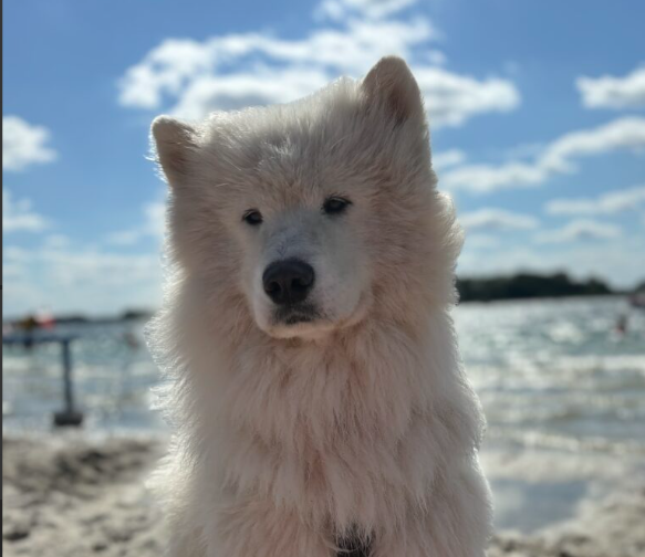 Zaginął Samoyed Leo