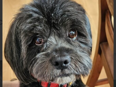 Zaginął piesek Lincoln