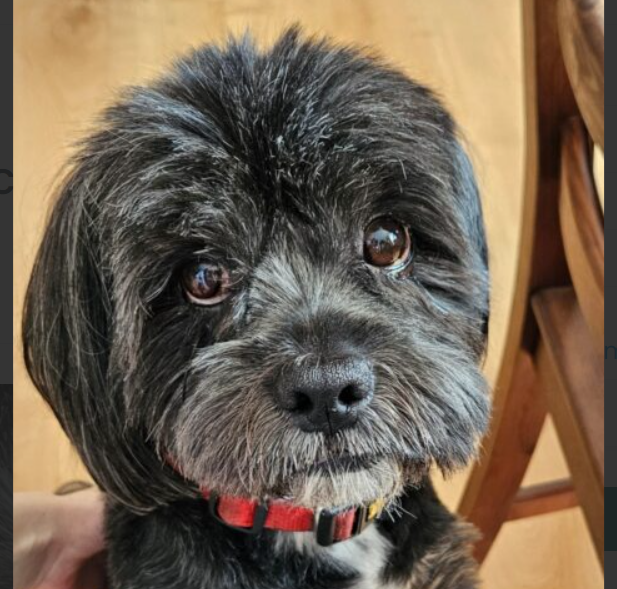 Zaginął piesek Lincoln