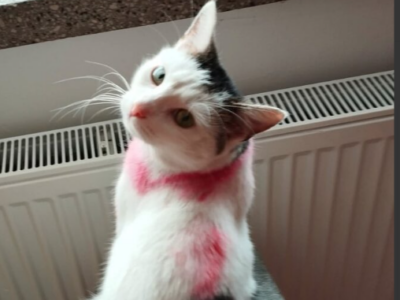 Zaginął kocurek Feliś