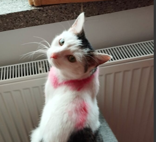 Zaginął kocurek Feliś