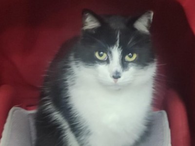 Zaginął kotek Leśnik