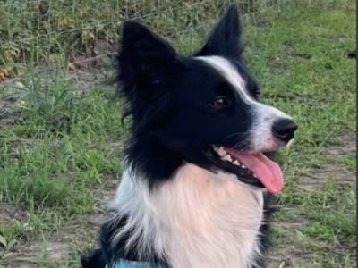 Zaginiony Border Colli