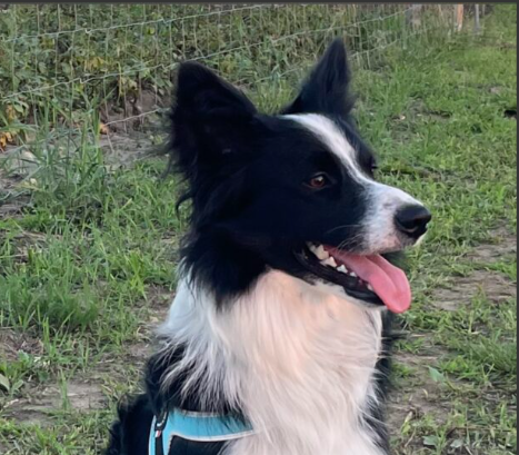 Zaginiony Border Colli