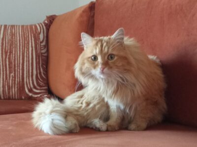 POSZUKIWANY KOCUREK HENIO